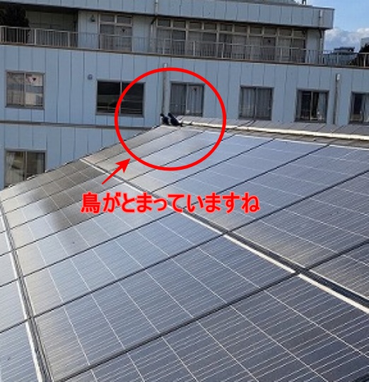 屋根の鳥被害　フン　屋根